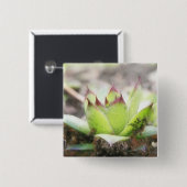 Houseleek - Sempervivum Button (Vorne & Hinten)