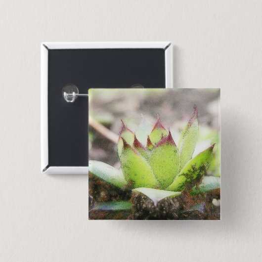 Houseleek - Sempervivum Button (Vorne & Hinten)