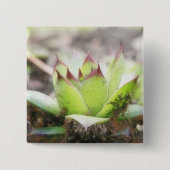 Houseleek - Sempervivum Button (Vorderseite)