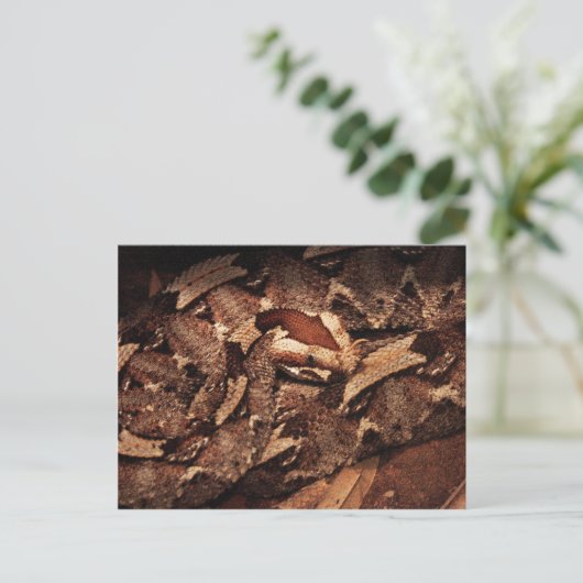 Houston Zoo Postkarte (Stehend Vorderseite)