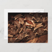 Houston Zoo Postkarte (Vorne/Hinten)