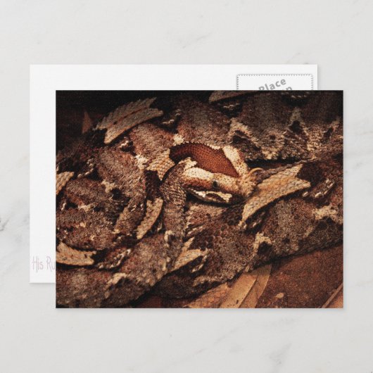 Houston Zoo Postkarte (Vorne/Hinten)