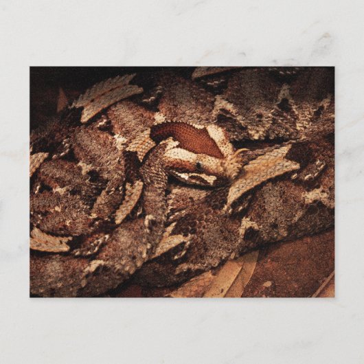 Houston Zoo Postkarte (Vorderseite)