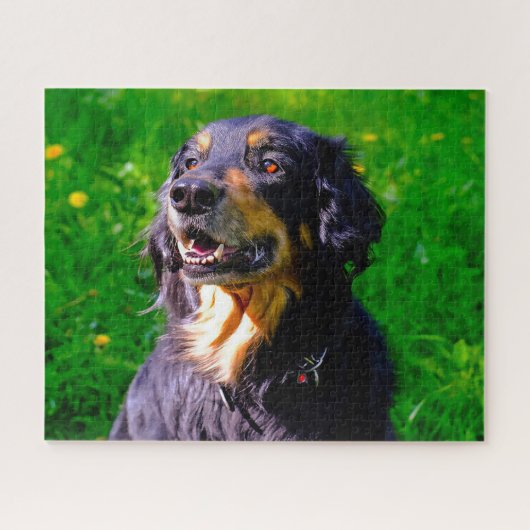 Hovawart Dog. Puzzle (Horizontal)