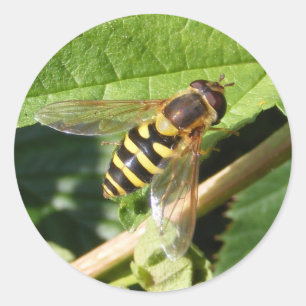 Hover Fly ~ Aufkleber