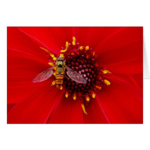 Hover Fly on a Dahlia