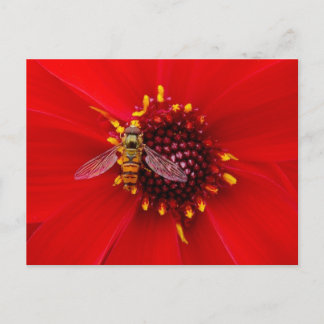 Hover Fly on a Dahlia Postkarte