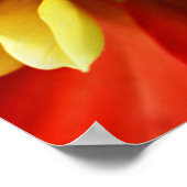 Hover Fly on Collarette Dahlia Photographic Poster (Ecke)
