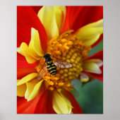 Hover Fly on Collarette Dahlia Photographic Poster (Vorne)