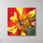 Hover Fly on Orange Collarette Dahlia Floral Leinwanddruck (Vorderseite)