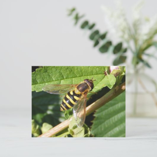 Hover Fly ~ Postcard Postkarte (Stehend Vorderseite)