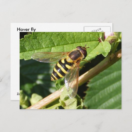 Hover Fly ~ Postcard Postkarte (Vorne/Hinten)