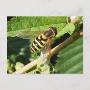 Hover fly ~ Postkarte