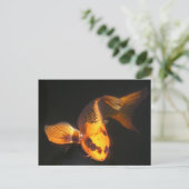 Hover the Great KOI Postkarte (Stehend Vorderseite)