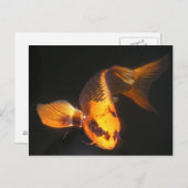 Hover the Great KOI Postkarte (Vorne/Hinten)