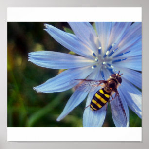 hoverfly auf Blau Poster