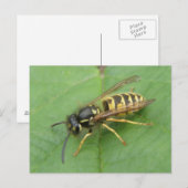 Hoverfly auf der linken Postkarte (Vorne/Hinten)