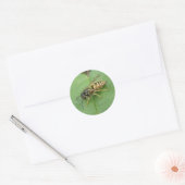 Hoverfly auf einem Bleisticker Runder Aufkleber (Umschlag)