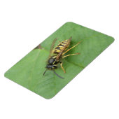 Hoverfly auf einem Leaf Premium Magnet (Linke Seite)