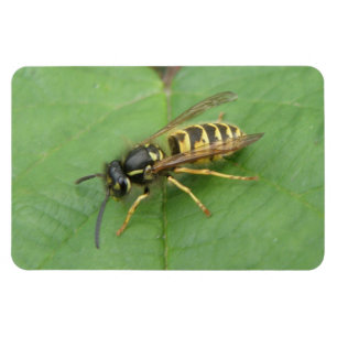 Hoverfly auf einem Leaf Premium Magnet