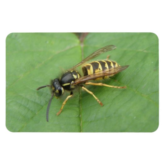 Hoverfly auf einem Leaf Premium Magnet (Horizontal)
