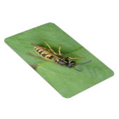 Hoverfly auf einem Leaf Premium Magnet (Rechte Seite)