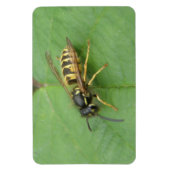 Hoverfly auf einem Leaf Premium Magnet (Vertikal)
