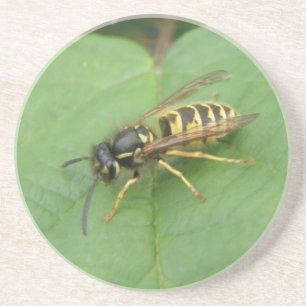 Hoverfly auf einem Leaf-Untersetzer Untersetzer