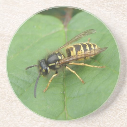 Hoverfly auf einem Leaf-Untersetzer Untersetzer (Vorne)