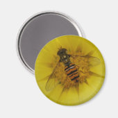 Hoverfly auf einem Marigold Magnet (Vorderseite/Rückseite)