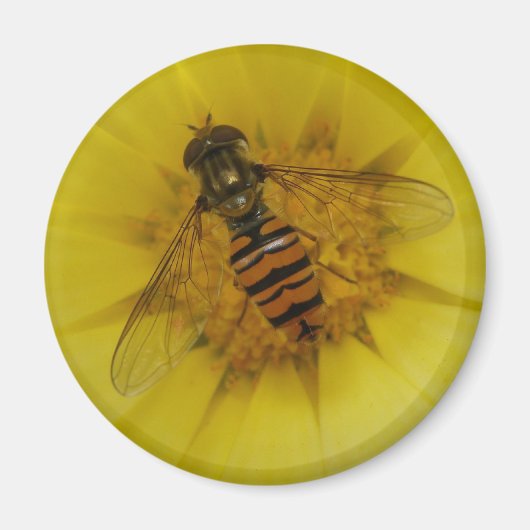 Hoverfly auf einem Marigold Magnet (Vorne)