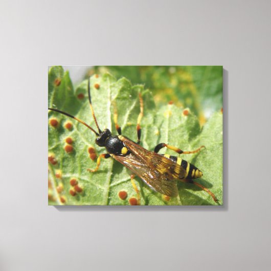 Hoverfly Canvas Print Leinwanddruck (Vorderseite)