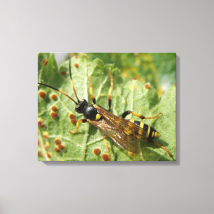 Hoverfly Canvas Print Leinwanddruck