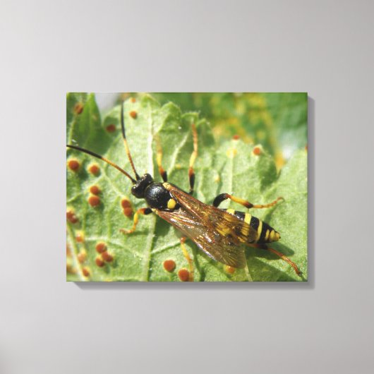 Hoverfly Canvas Print Leinwanddruck (Vorderseite)