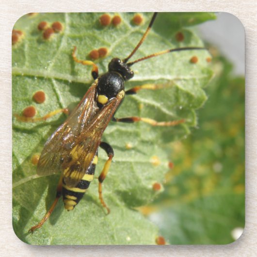 Hoverfly Cork Untersetzer (Vorderseite)