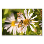 Hoverfly Fotodruck (Vorne)