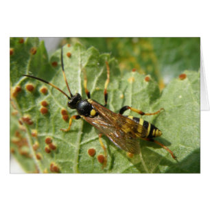 Hoverfly-Grußkarte