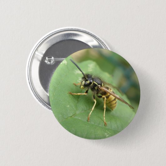 Hoverfly-Macintosh Button (Vorne & Hinten)