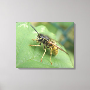 Hoverfly Macro Canvas Print Leinwanddruck