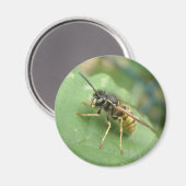 Hoverfly Macro Magnet (Vorderseite/Rückseite)