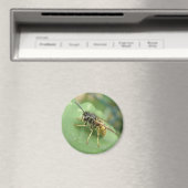 Hoverfly Macro Magnet (In Situ (Geschirrspüler))