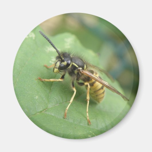 Hoverfly Macro Magnet (Vorne)