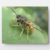 Hoverfly Macro Plaque Fotoplatte (Vorderseite)