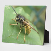 Hoverfly Macro Plaque Fotoplatte (Seite)