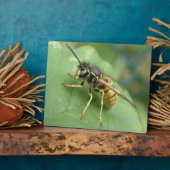 Hoverfly Macro Plaque Fotoplatte (Seite)