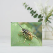 Hoverfly Macro Postcard Postkarte (Stehend Vorderseite)