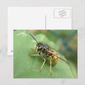 Hoverfly Macro Postcard Postkarte (Vorne/Hinten)