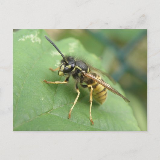 Hoverfly Macro Postcard Postkarte (Vorderseite)