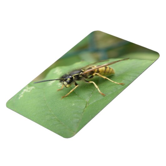 Hoverfly Macro Premium Magnet (Linke Seite)