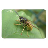 Hoverfly Macro Premium Magnet (Horizontal)